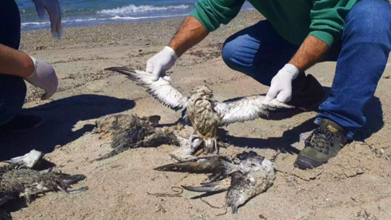 Kıyılara vuran binlerce ölü deniz kuşu