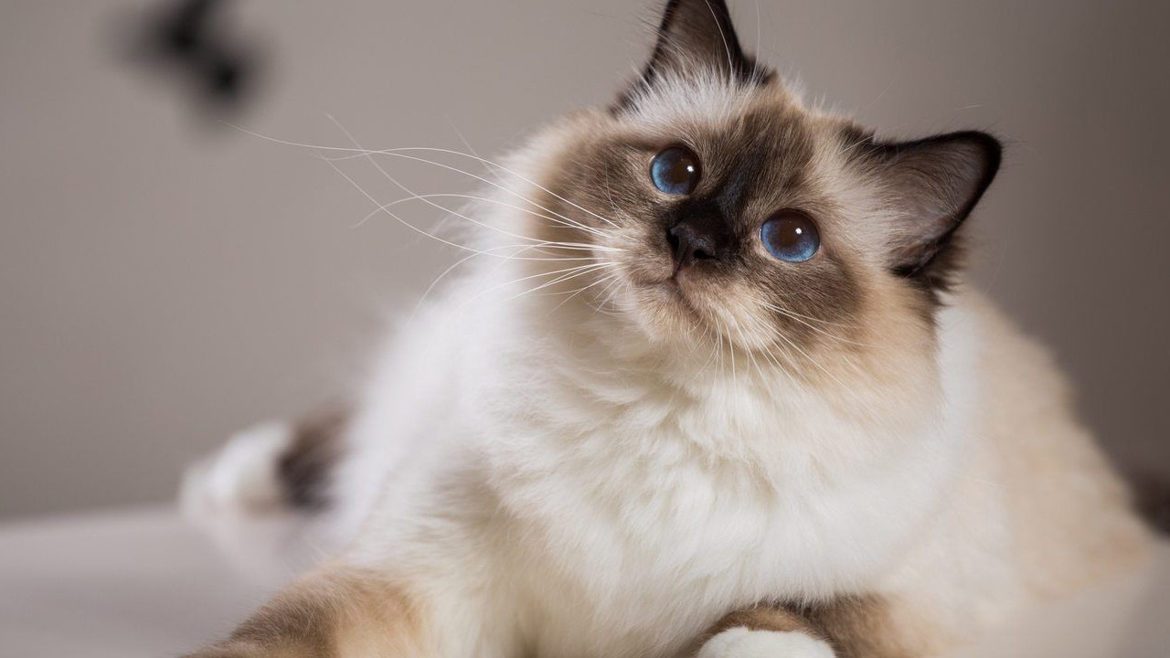 Mırlayan dostlarımız için özel bir gün: Dünya Kedi Günü kutlu olsun