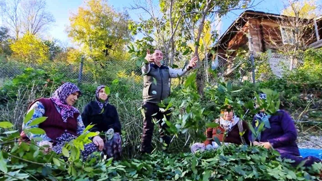 25 bin dekar alanda 1,5 ton üretiyorlar: Köylüler 25 milyon kazanç sağladı