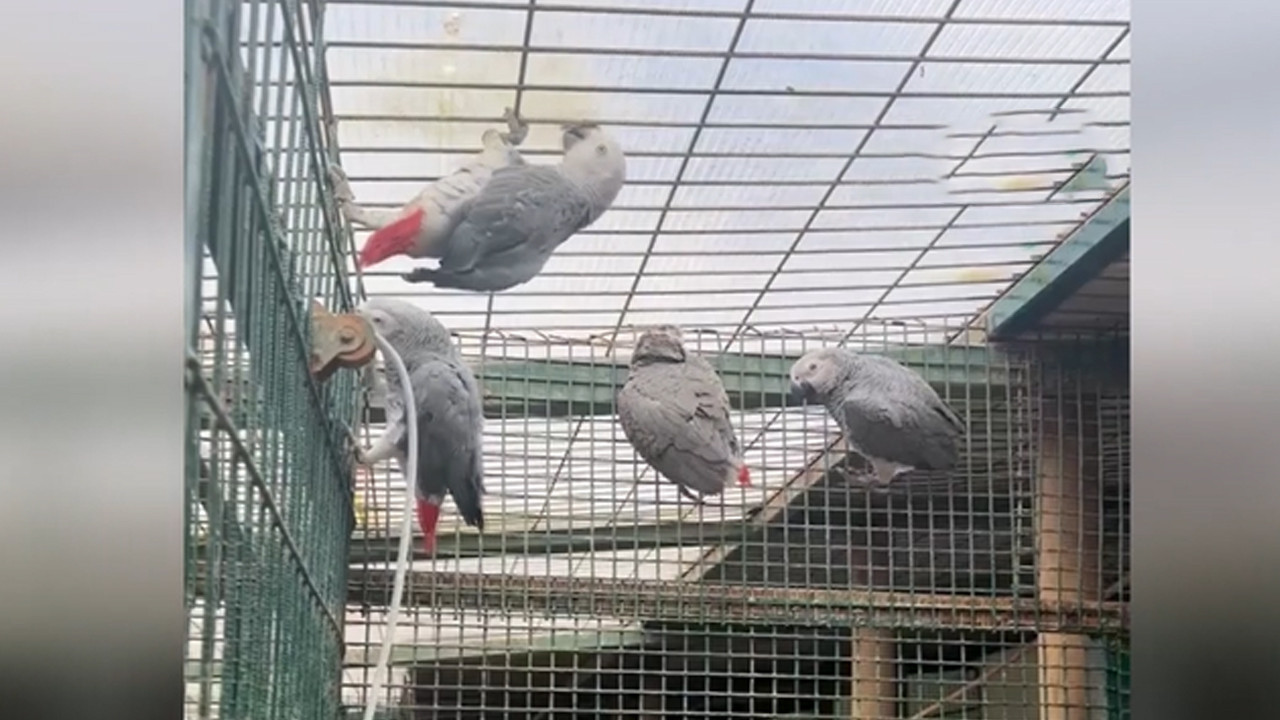 Ekipler bavulu açınca gördüklerine inanamadılar: Libya’dan İstanbul’a getirdiler: Nesli tükenme tehlikesinde