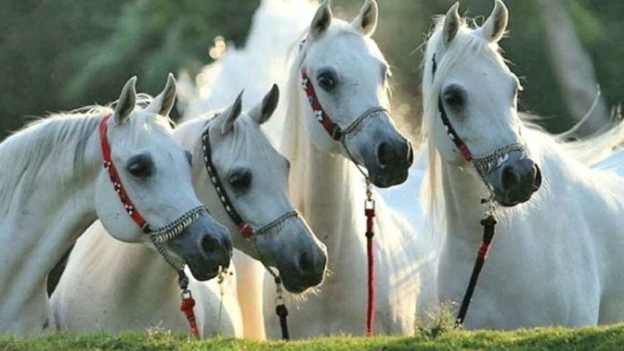Kayıp atlar iddiası Meclis'e taşındı: Çalmışlar demek istemiyorum ama...
