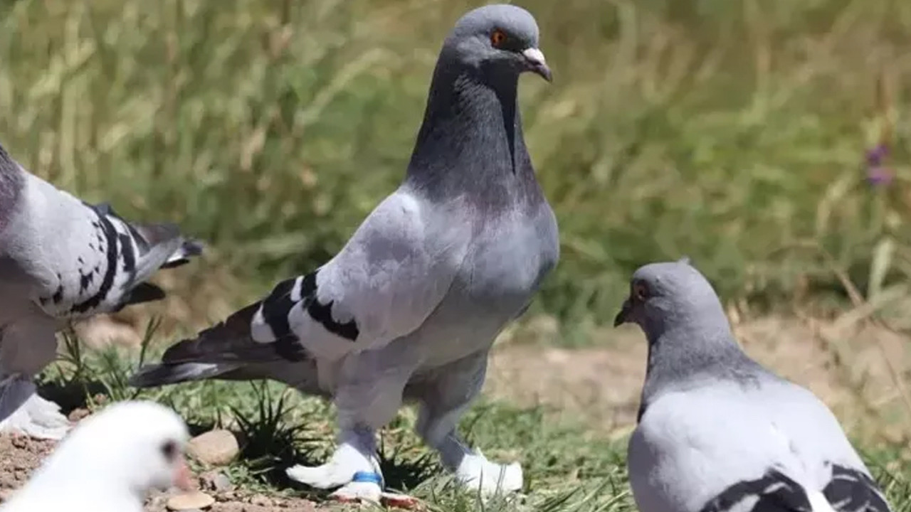 Polonya’da güvercinlere 'doğum kontrolü' uygulanacak