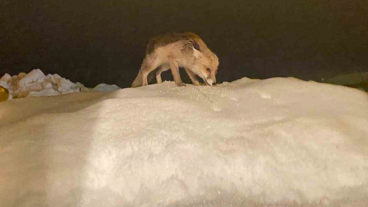 Aç kalan tilkiye şefkat eli