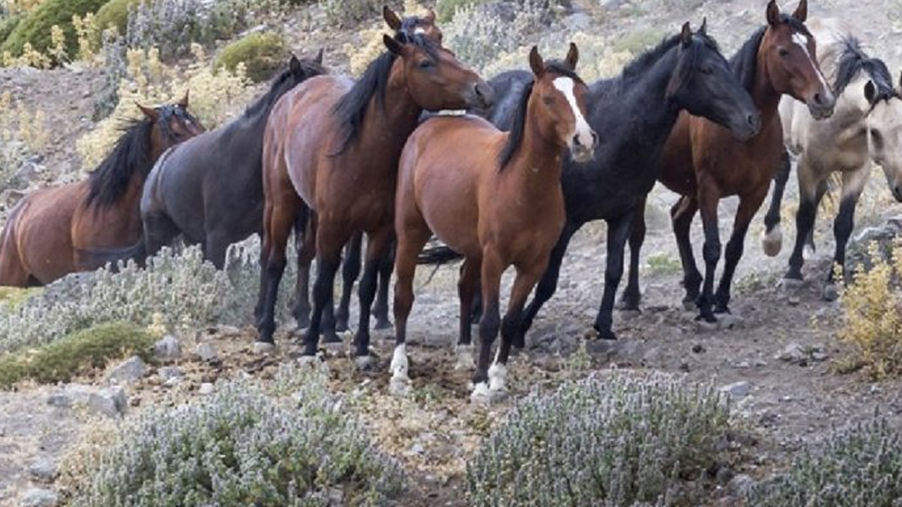 CHP'li isim Meclis'e taşımıştı: TİGEM'den kayıp atlar iddialarına yanıt geldi