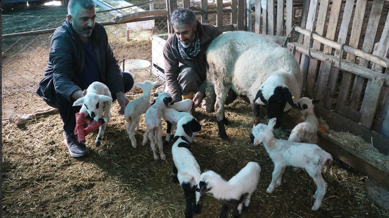 Denizli'de sakız koyun ezber bozdu: 3'ü dişi, 6'sı erkek tam 9 yavru