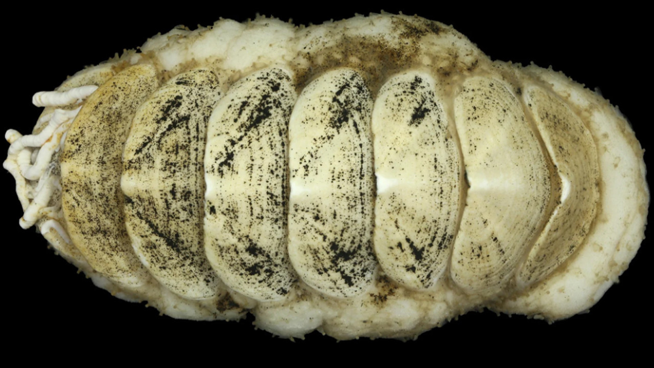 Derin denizde uzaylı benzeri deniz canlısı keşfedildi: Ferreiraella Populi