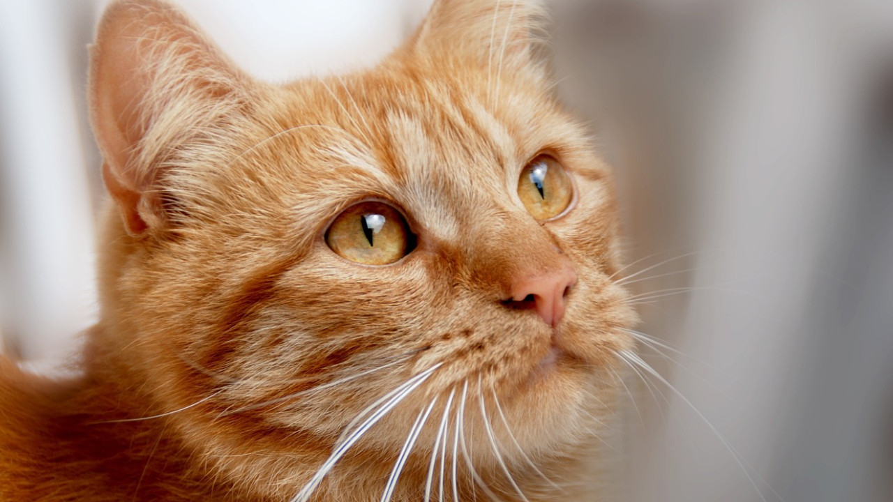 Güneşin rengi tüylerinde: Sarman kediler ilgi odağı