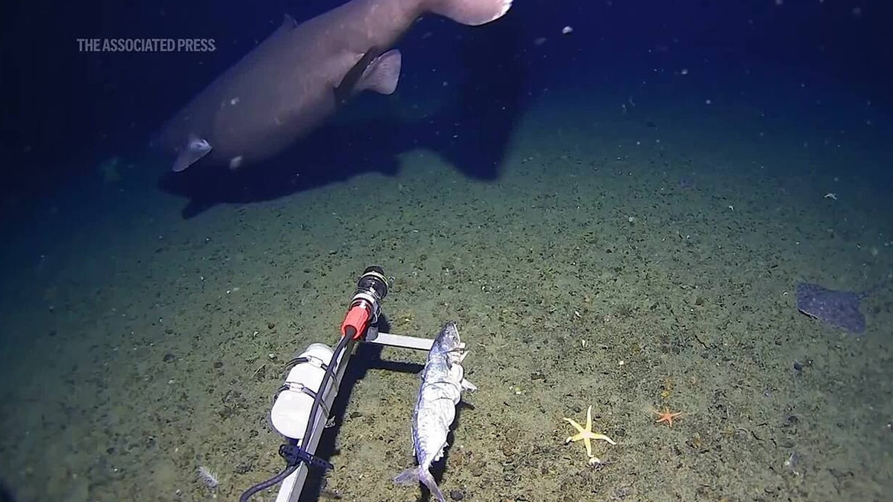 İmkansız denilen yerde köpekbalığı görüldü: Bilim insanları şaşkın