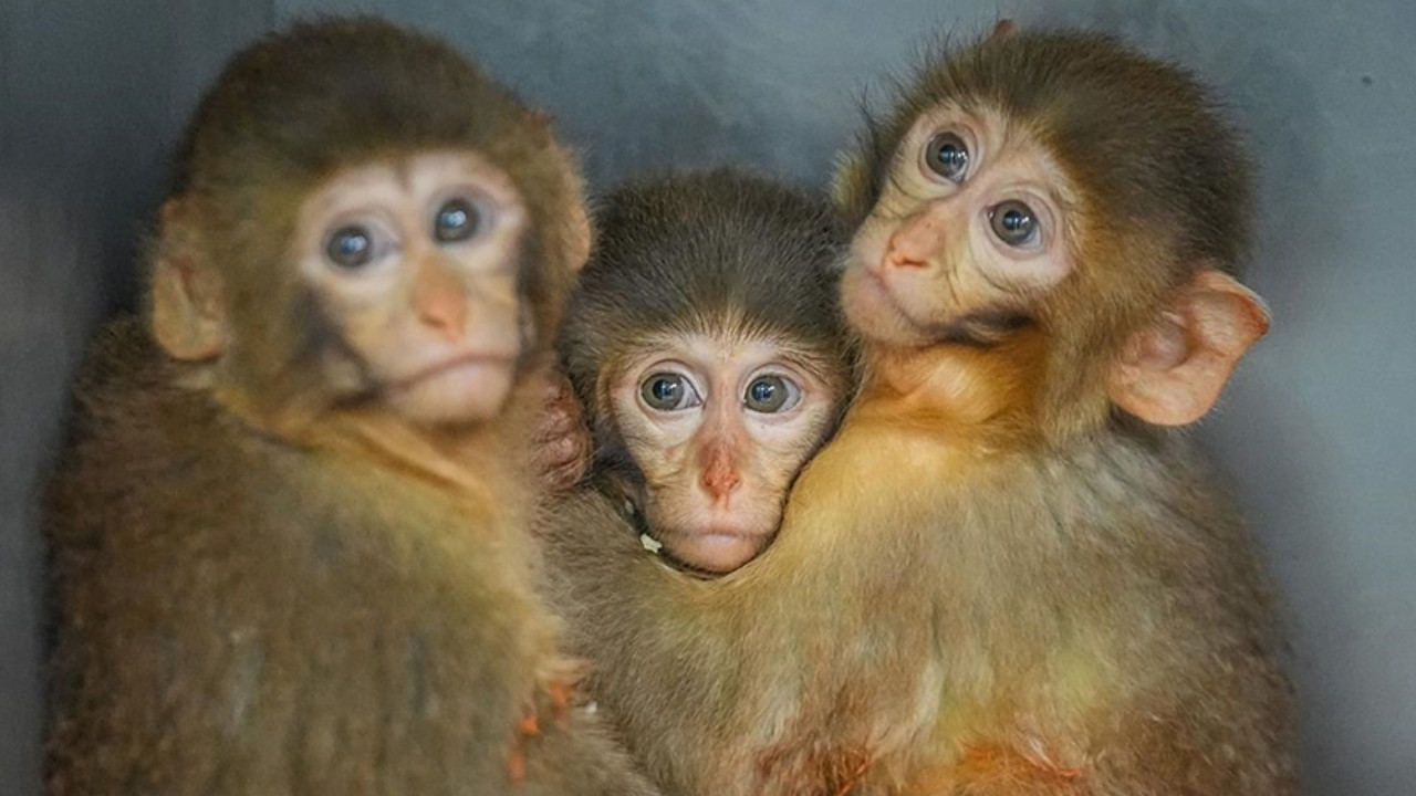 Polis denetiminde ele geçirildi: Kurtarılan 3 Makak yavrusu özel bakıma alındı