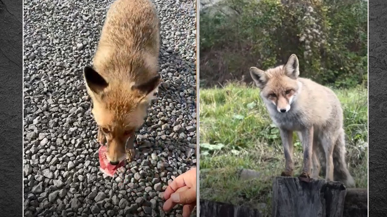 Barut kokusuyla büyüyen tilki: Samsun poligonunun sevimli maskotu oldu