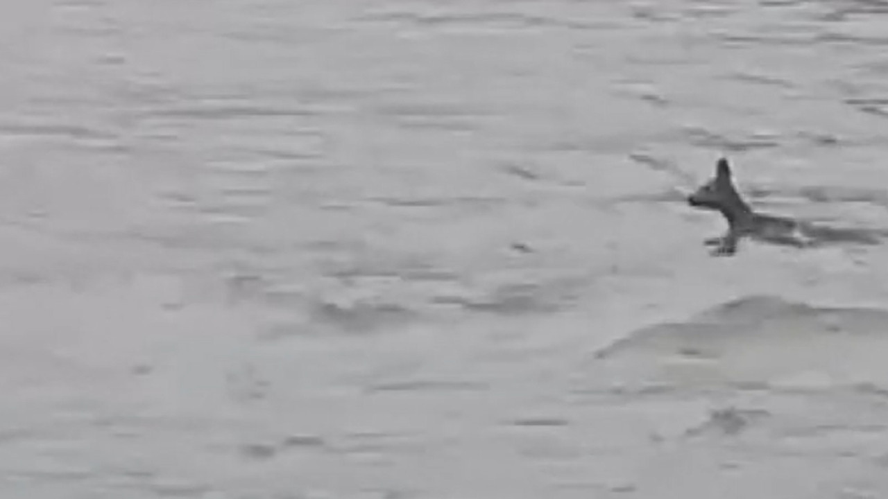 Dereye düşen karaca için seferberlik