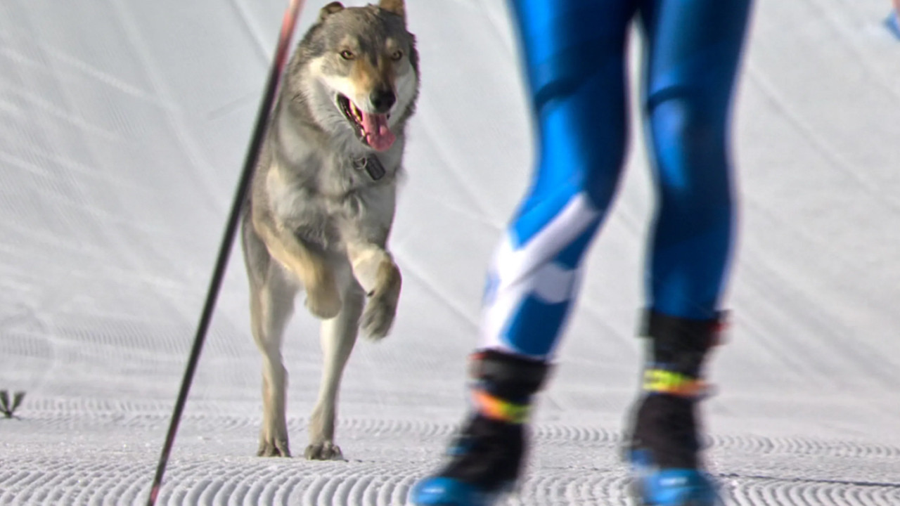 Olimpiyat pistine kurt daldı: Nazgul'un beklenmedik zaferi