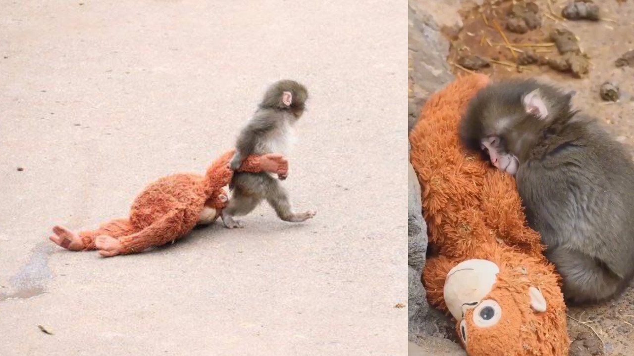 Peluş oyuncağı annesi Punch'ın son görüntüsü izleyenleri üzdü