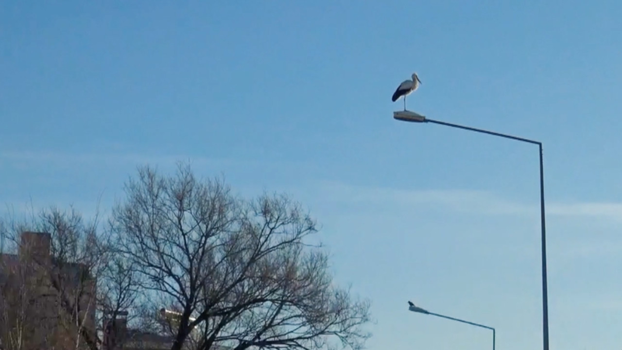 Ardahan'da 'baharı müjdeleyen' leylekler erken geldi
