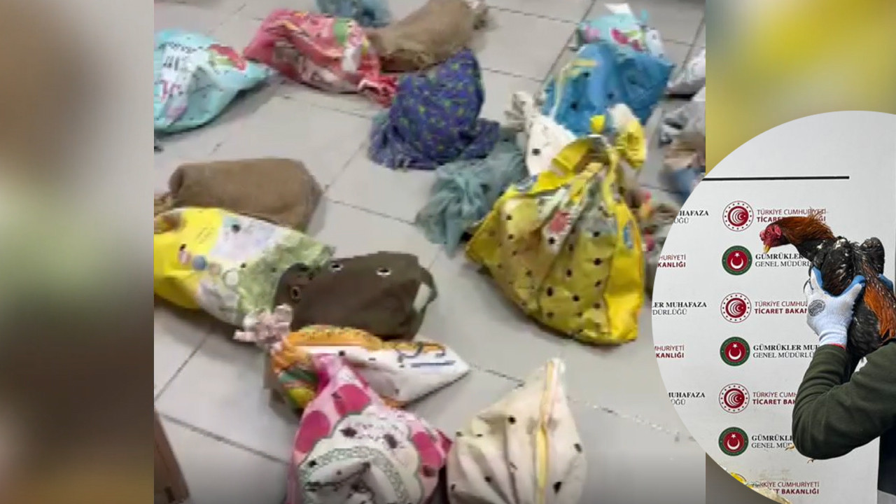 Bu Kadarına da ‘pes’ doğrusu: Irak’tan Türkiye’ye torbalar içinde getirdiler: 40 tane canlı