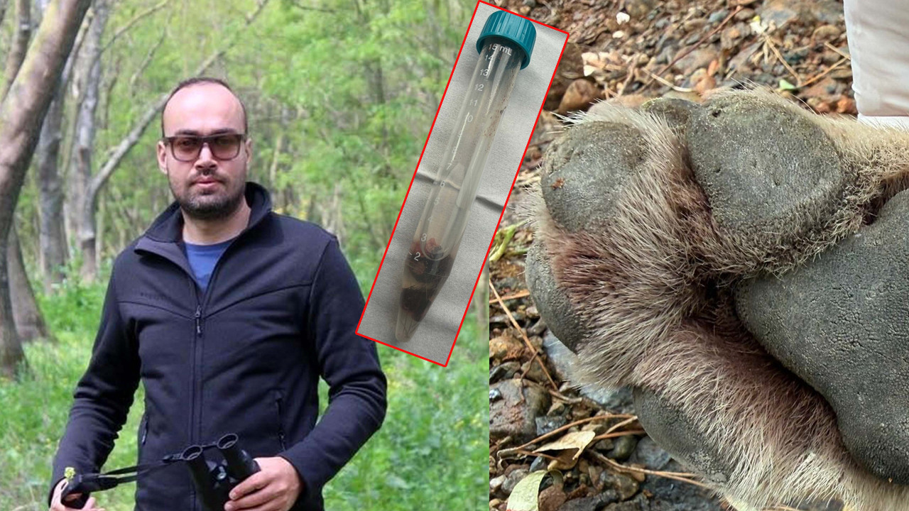 Fethiye’de ölen kurtun sırrı: TÜBİTAK için kritik veri oldu