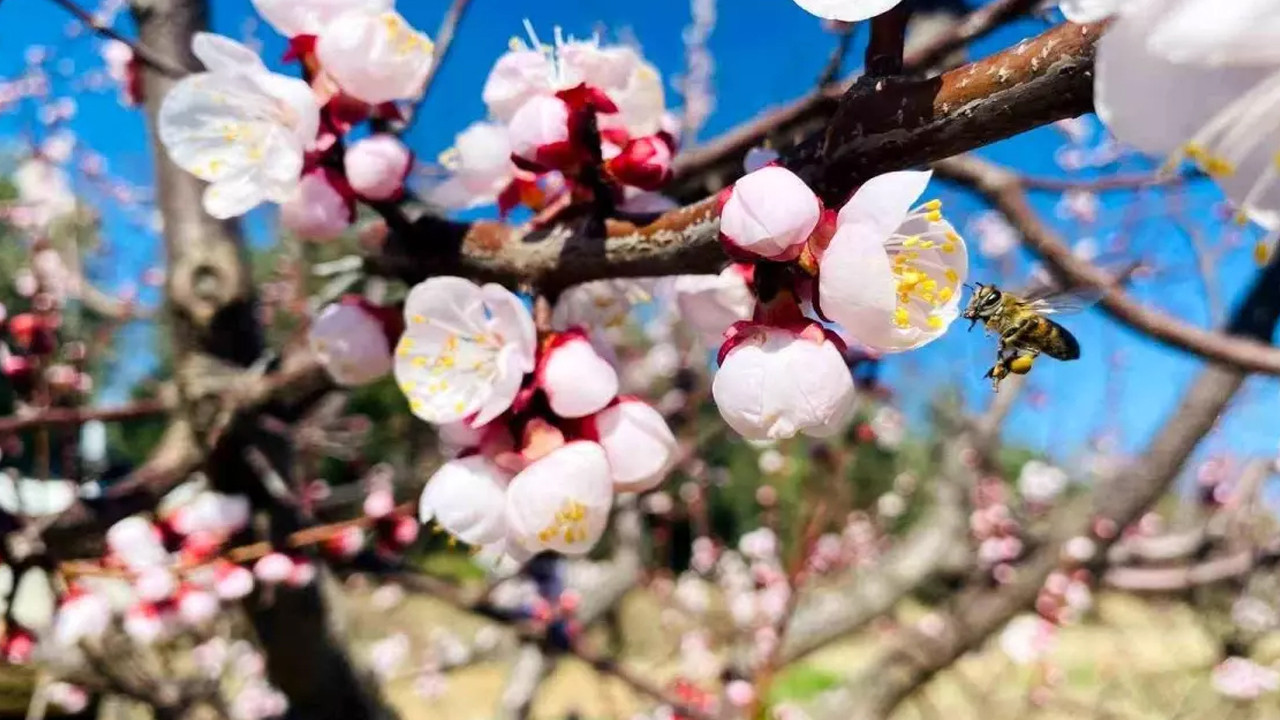 Salihli’de ‘Monilya’ uyarısı