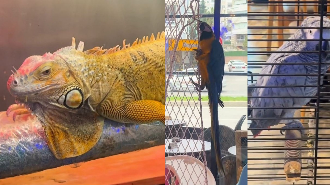 Koruma altındaki 3 hayvan Samsun’da ele geçirildi