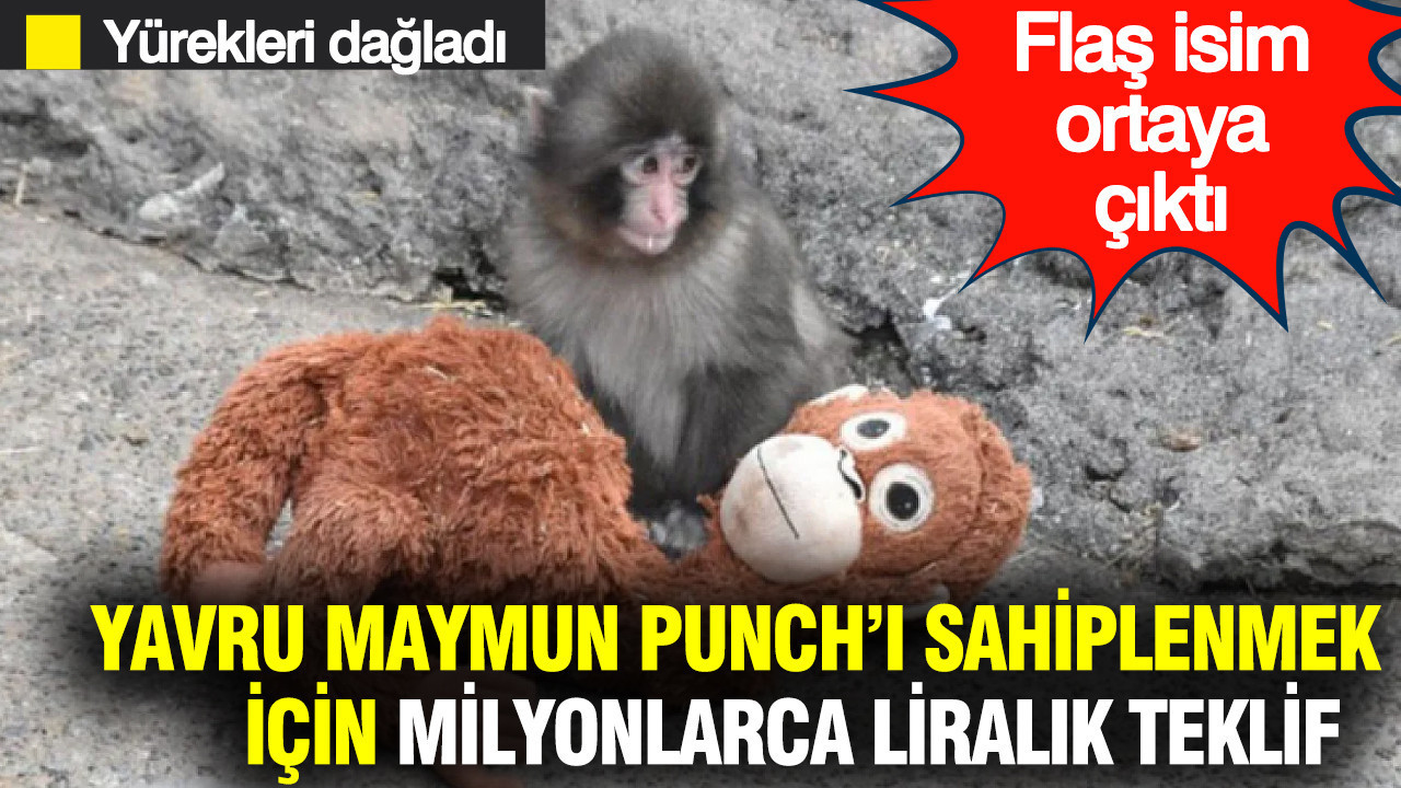 Yürekleri dağlamıştı, yavru maymun Punch için Andrew Tate’ten büyük teklif