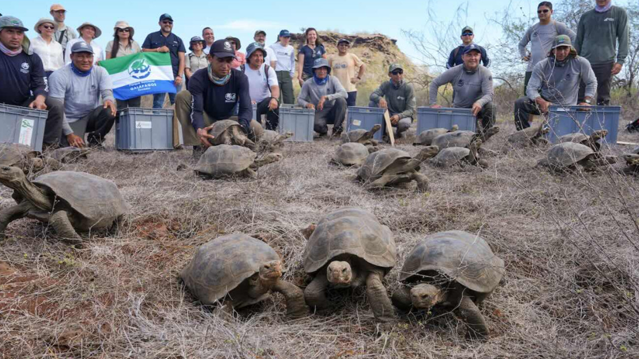 Galapagos'ta gerçek bir Jurassic Park anı: Dev kaplumbağalar 180 yıl sonra Floreana'ya dönüyor!