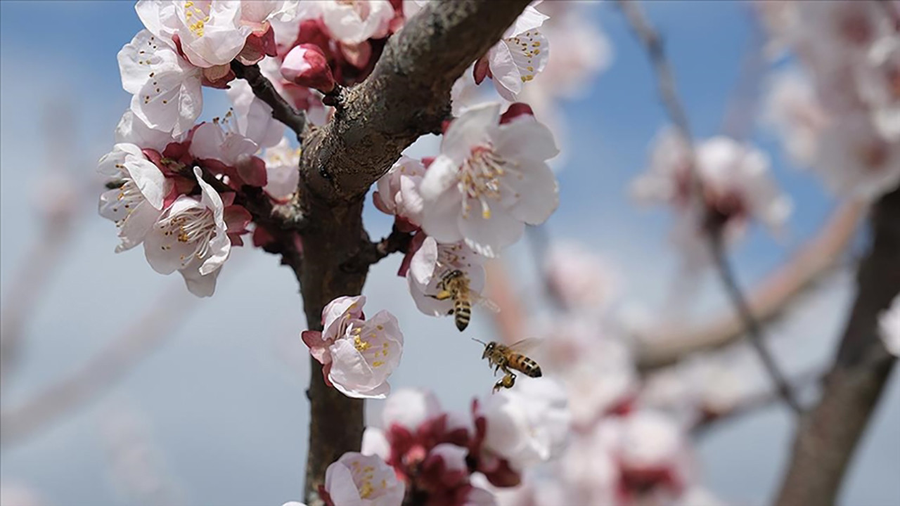 Mut’ta kayısılar erken uyandı: Bahar erken mi geldi?
