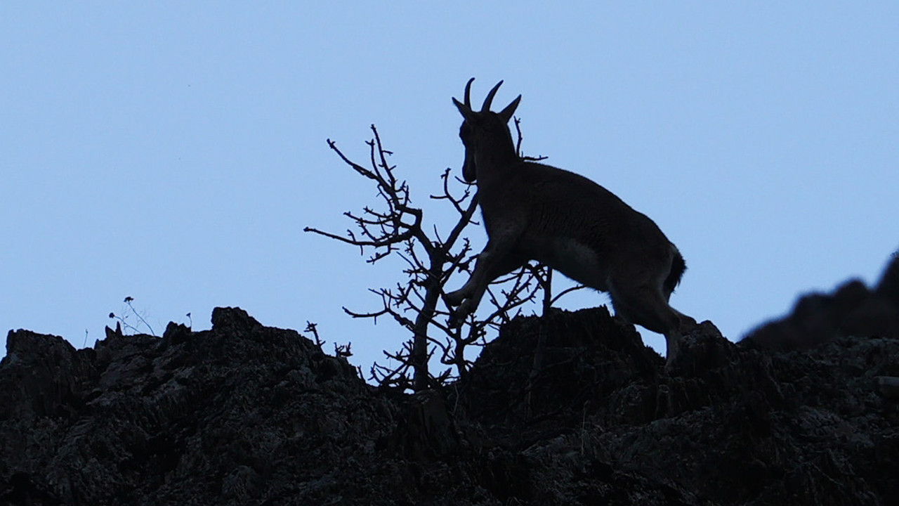 Şehir girişinde sürpriz misafirler: Görenler gözlerine inanamadı