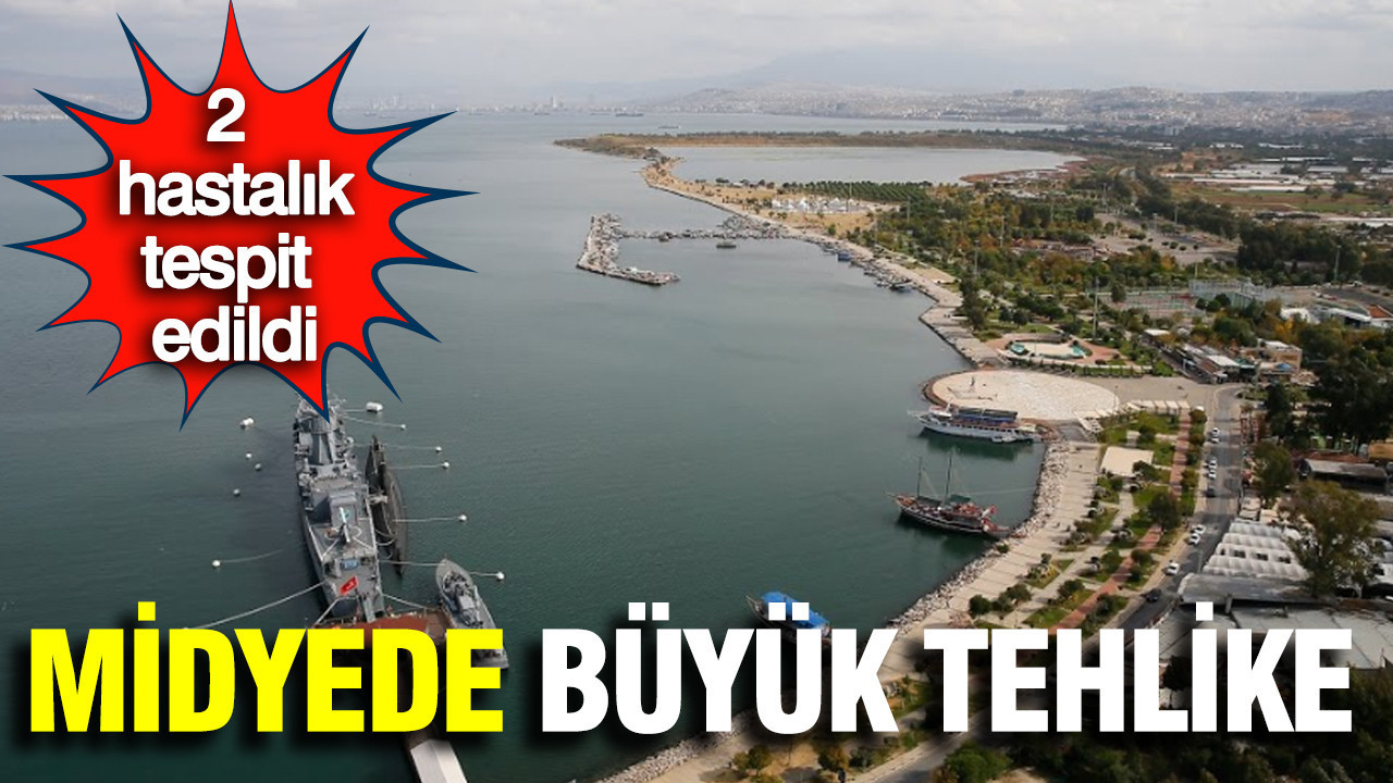 2 hastalık tespit edildi: Midyede büyük tehlike