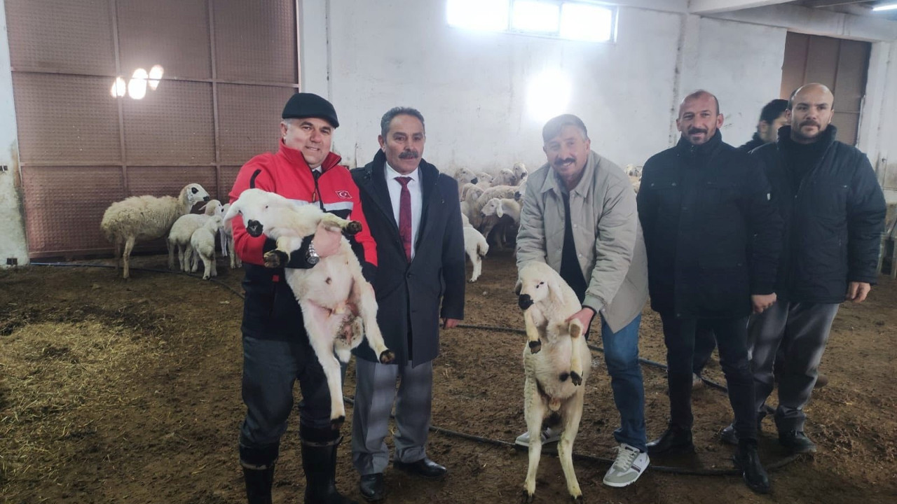 Damızlıkta verim seferberliği