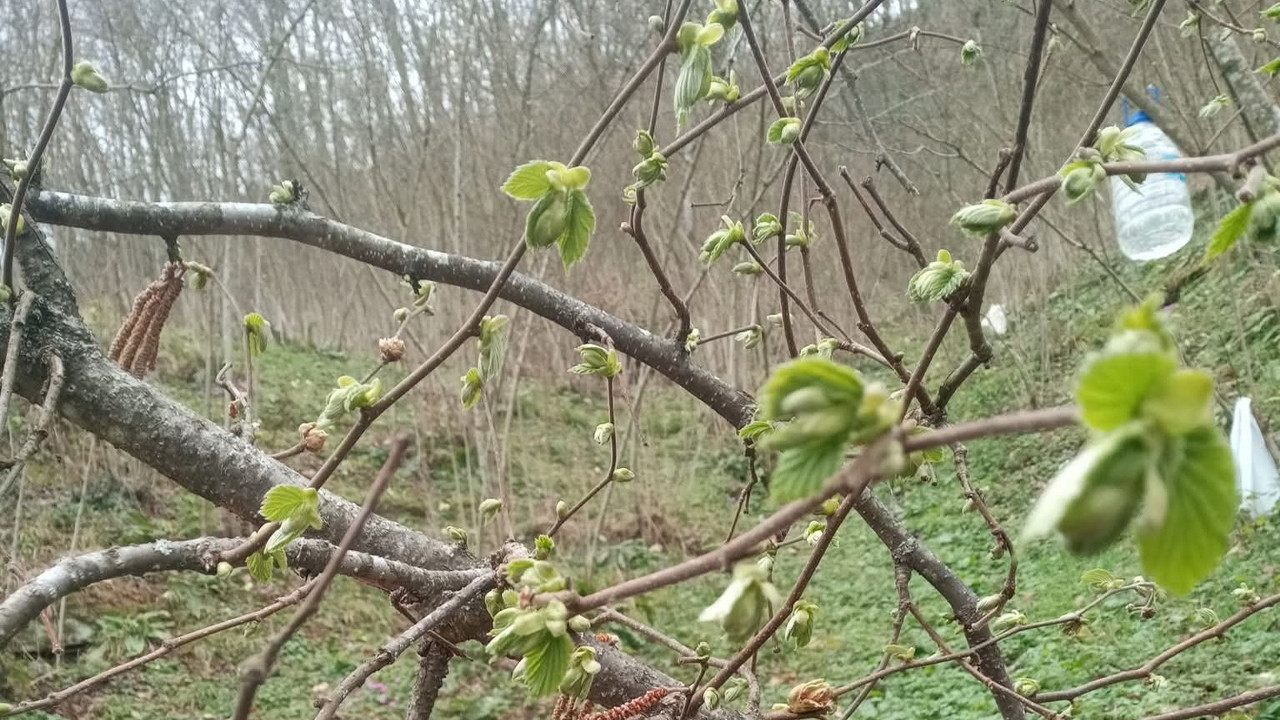 Ordu'da Şubat ayında fındık yaprak açtı