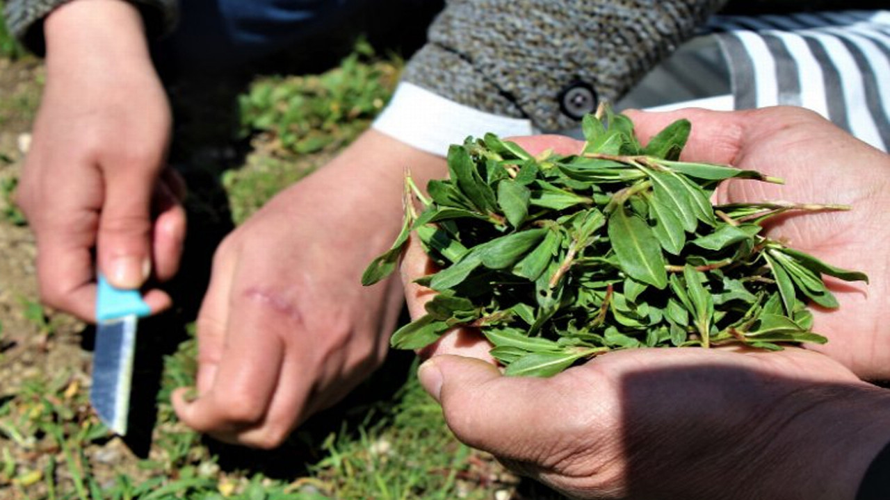 Baharın şifa deposu madımak otu