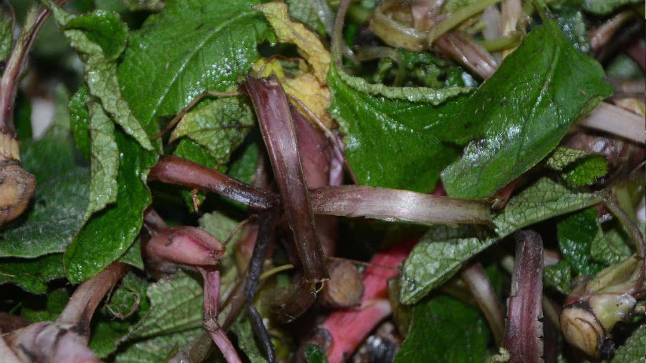 Karadeniz’in şifa deposu: Faydaları saymakla bitmiyor; Tezgahlarda yerini aldı
