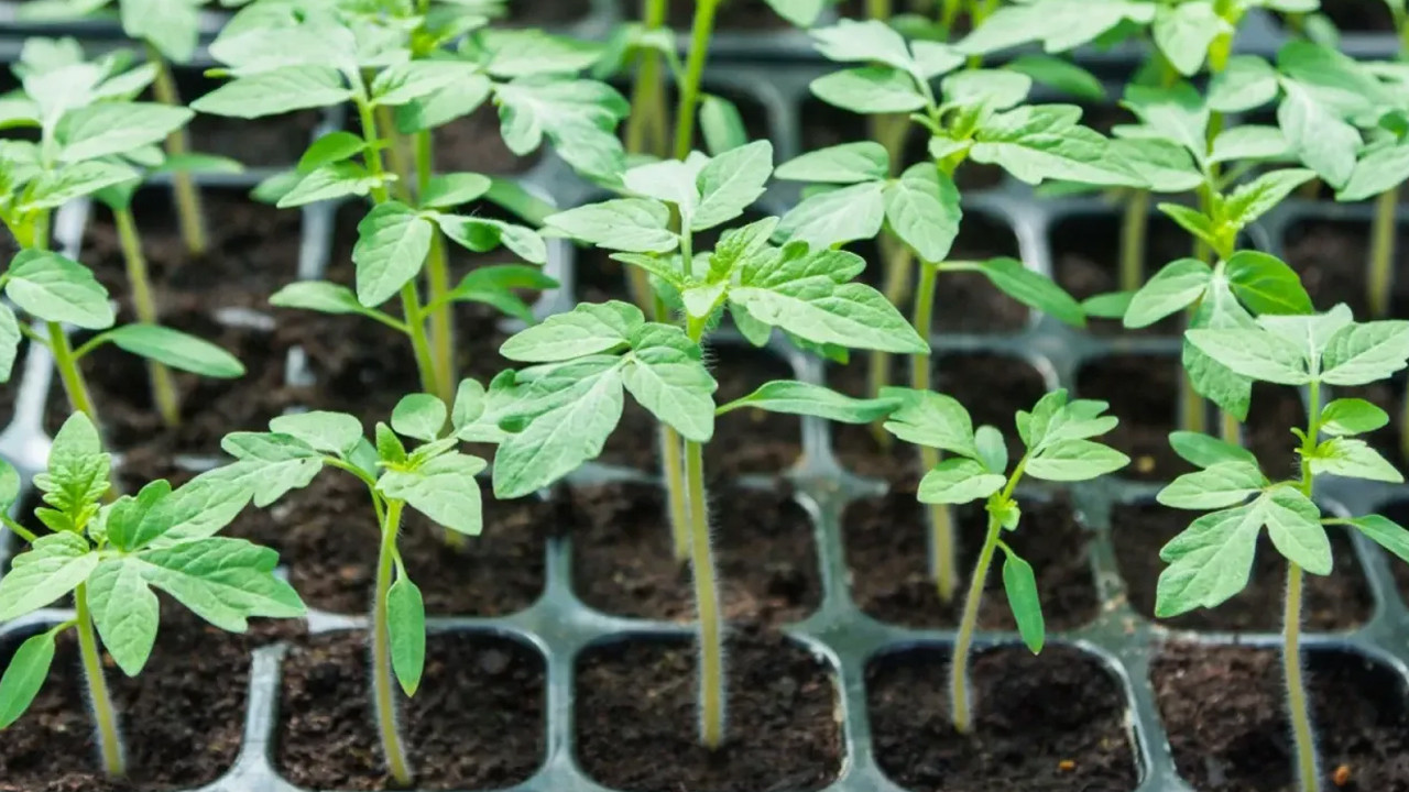 Tekirdağ'da üreticiye fide desteği