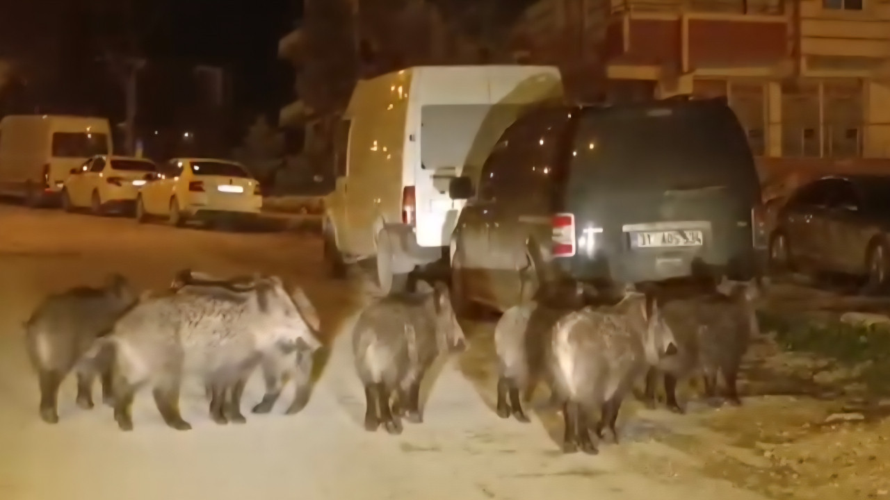Hatay'da yaban domuzları yerleşim yerine indi
