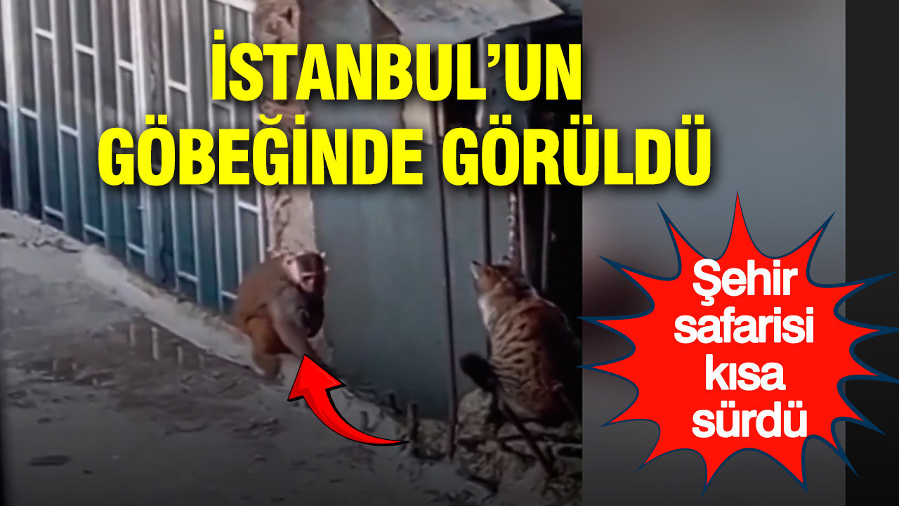 İstanbul’un en işlek caddesinde görüldü: Şehir safarisi kısa sürdü