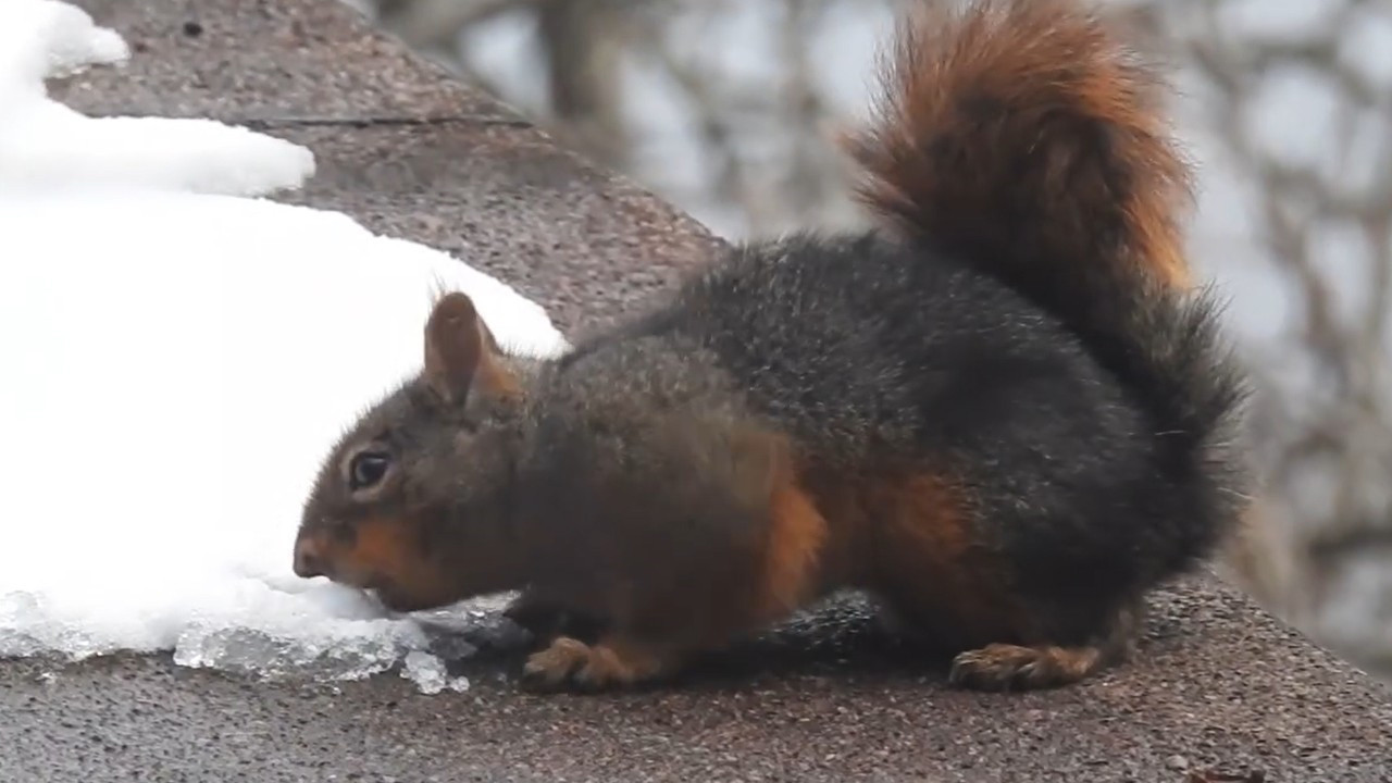 Uludağ’ın delikanlısı sincap: Karla susuzluğunu giderdi: Kalbi dertli