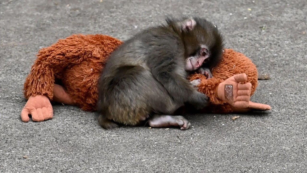 Yavru maymun Punch'ın son görüntüsü izleyenleri üzdü