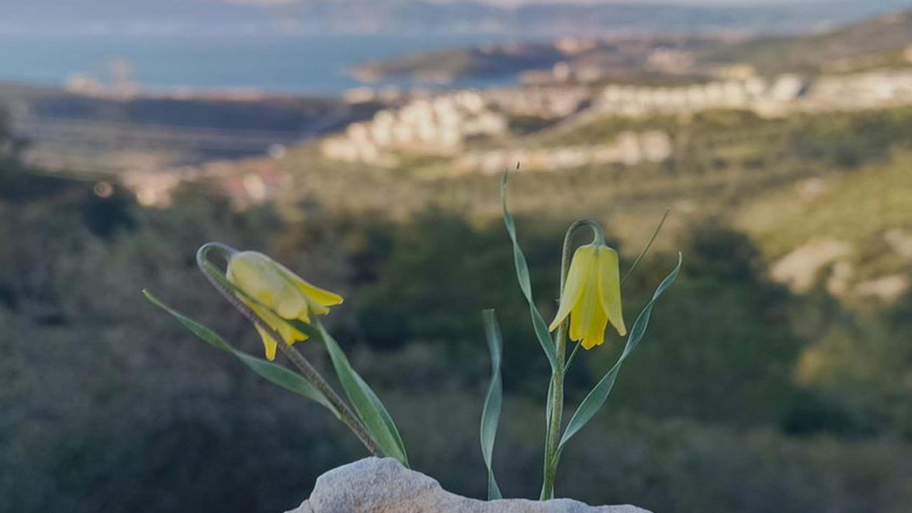 Ağlayan gelinler uyandı: Onları koparmanın bedeli çok ağır