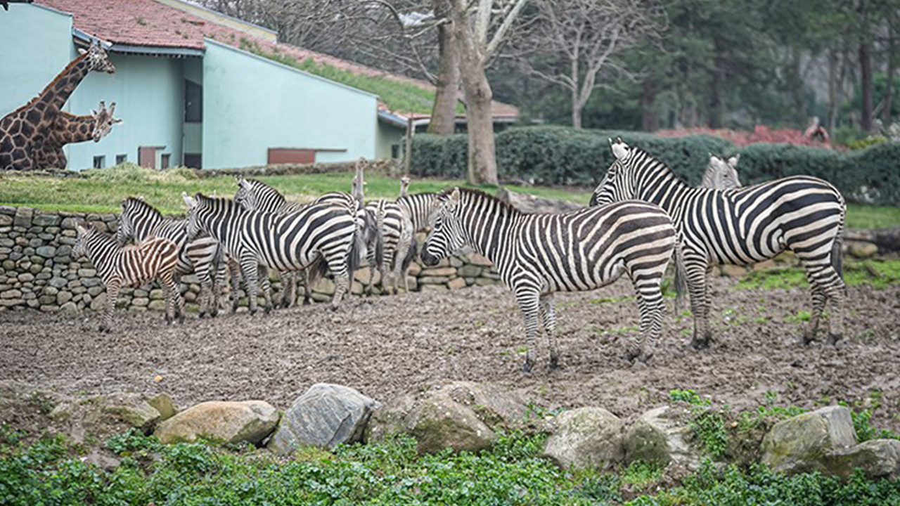 Bursa’da zebra sayısı 11 e yükseldi