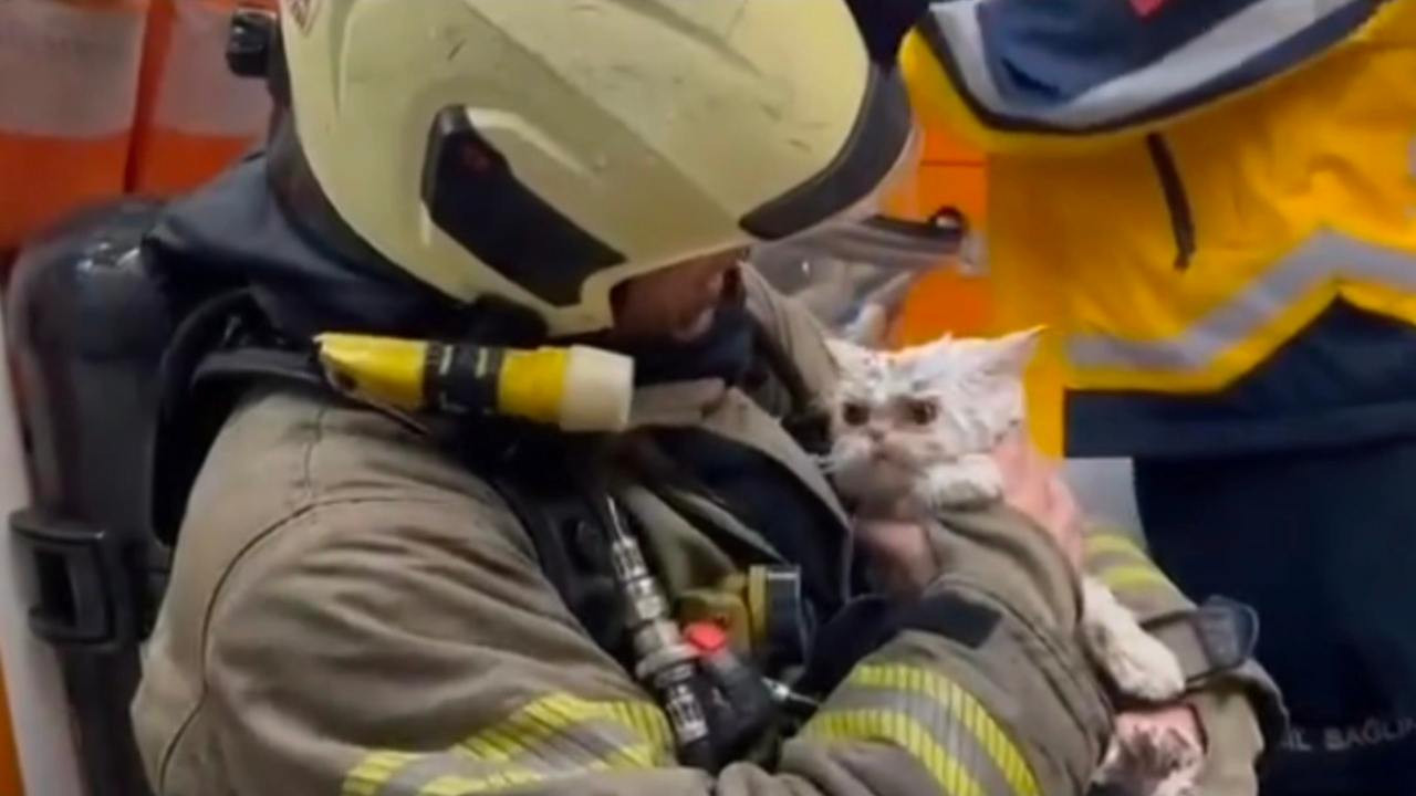 Fatih’te gece yarısı korkutan yangın: Dumandan etkilenen kedi kurtarıldı