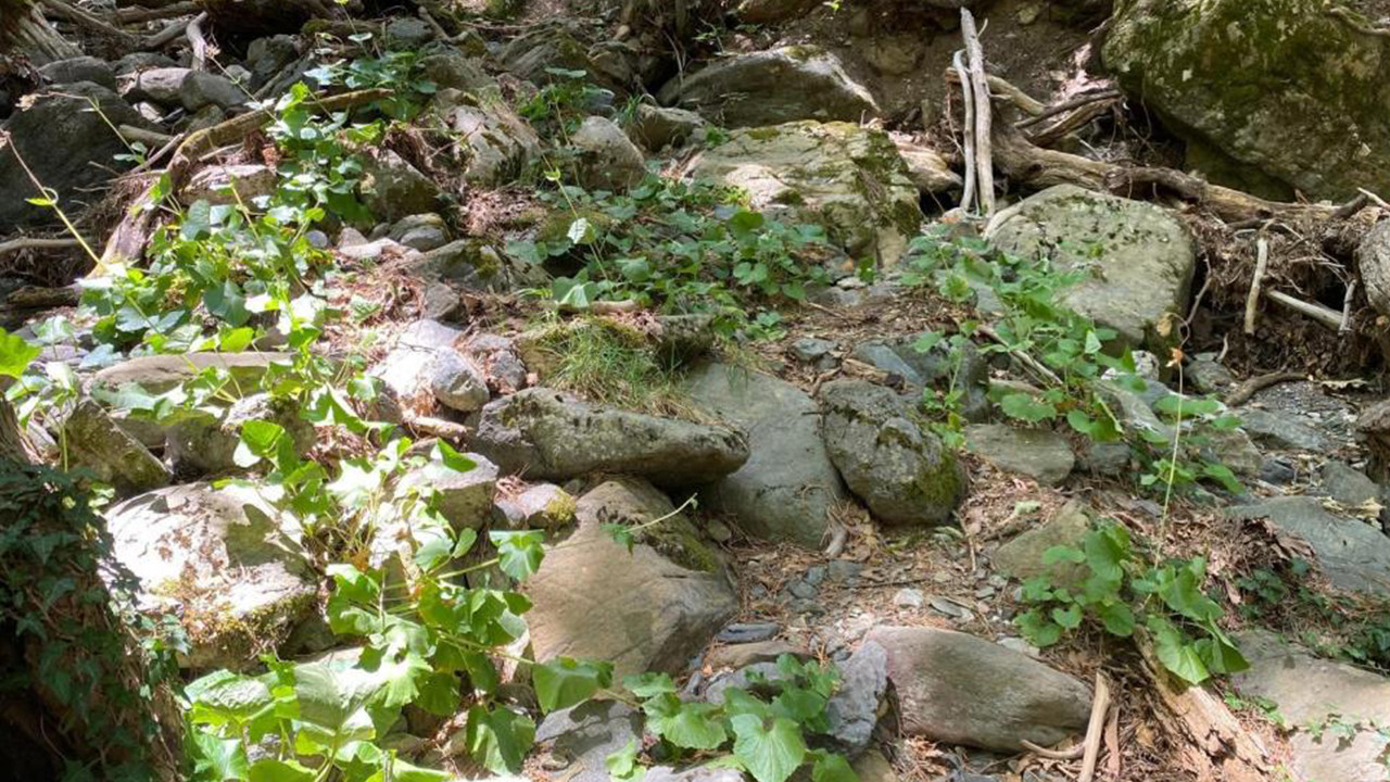 Kaz Dağları’nda daha önce hiç görülmemiş yeni bir böcek türü saptandı