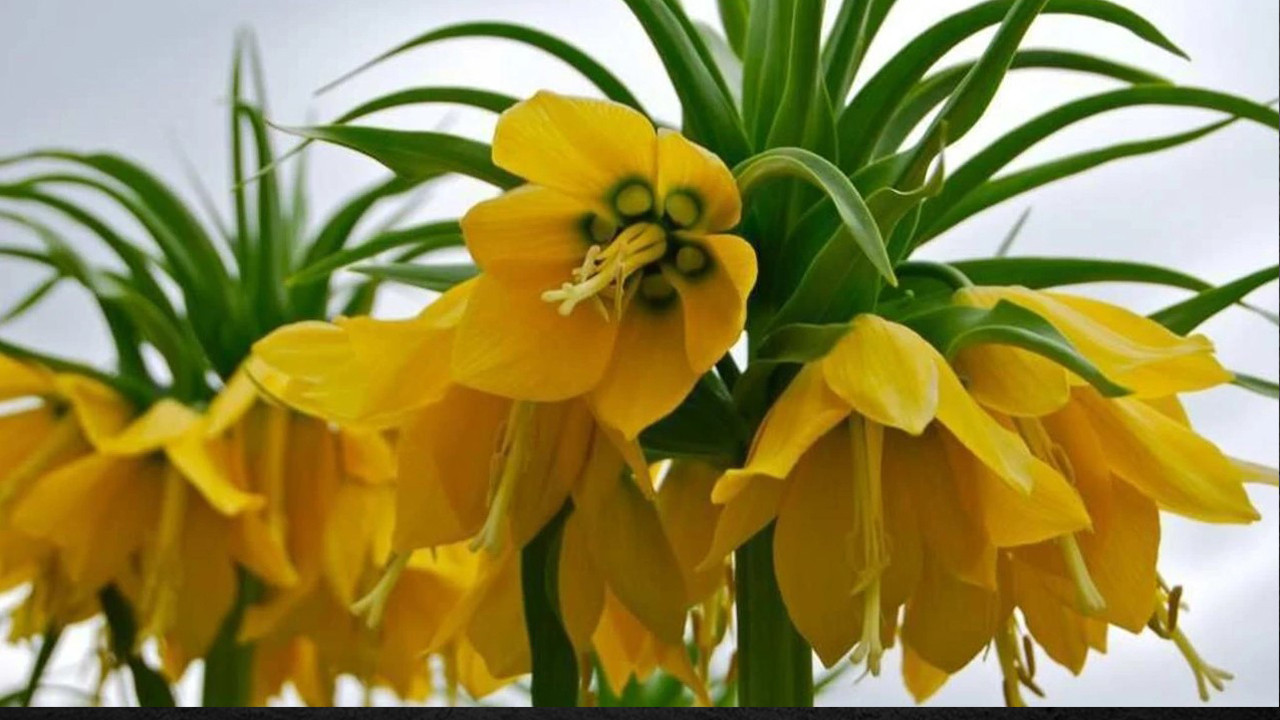 Kuşadası’nın "Ağlayan Gelinleri" çiçeklendi