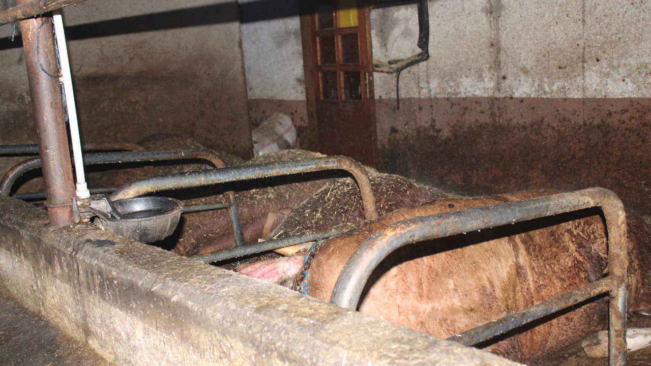 Ünye’de ahır yangını: 27 büyükbaş hayvan telef oldu