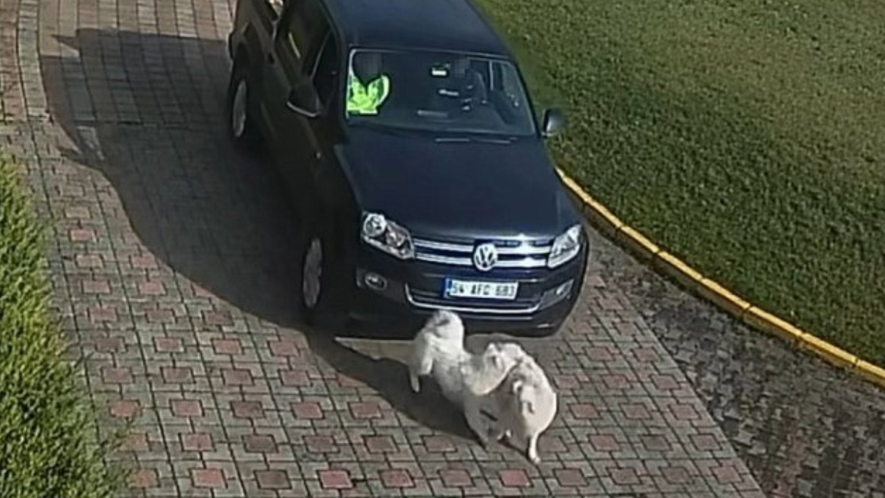 Yavru köpek göz göre göre öldürüldü: Sakarya Valiliğinden açıklama