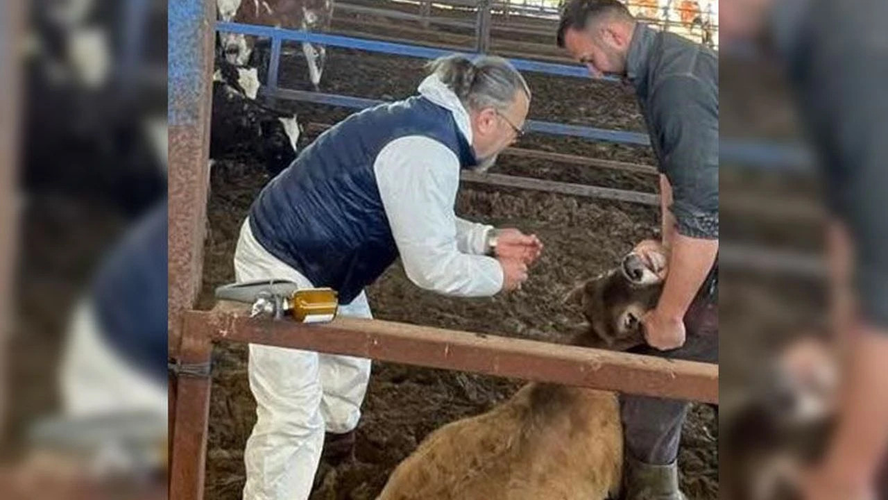 Efeler’de 15 bin hayvana aşı yapıldı