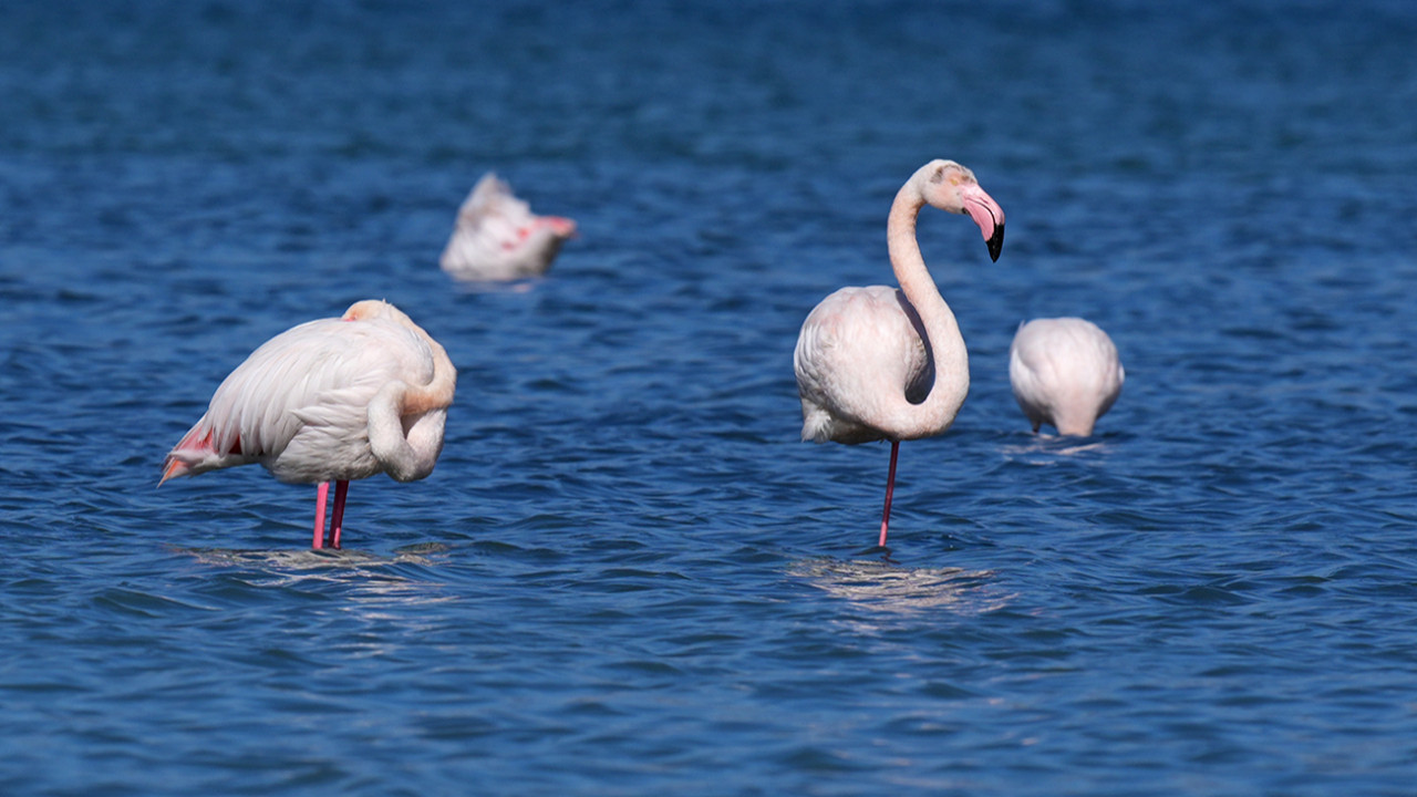 İzmir’in ortasında pembe mucize: Flamingolar Meles Deltası’nda