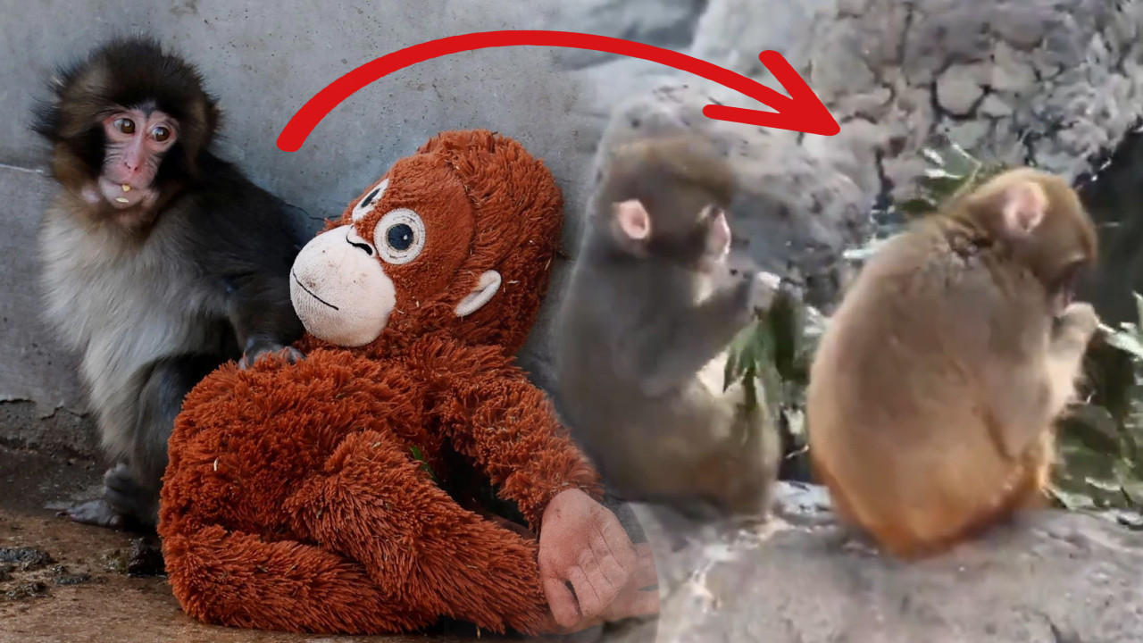 Punch’ın yalnızlığı son buldu