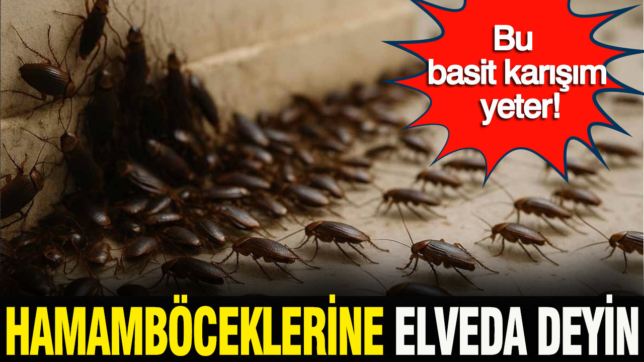 Evinizde hamamböceği görmek istemiyorsanız: Bu basit karışım yeter