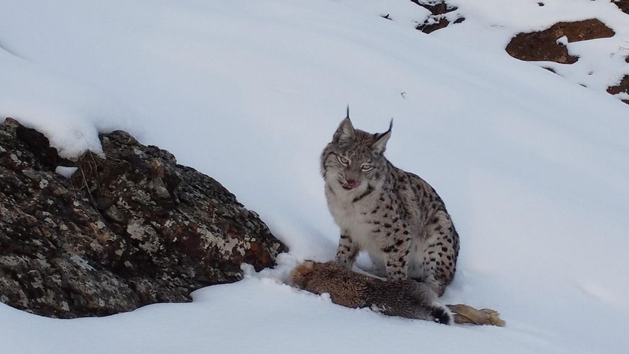 Görmek neredeyse imkansızdı: Doğa fotoğrafçısının objektifine takıldı