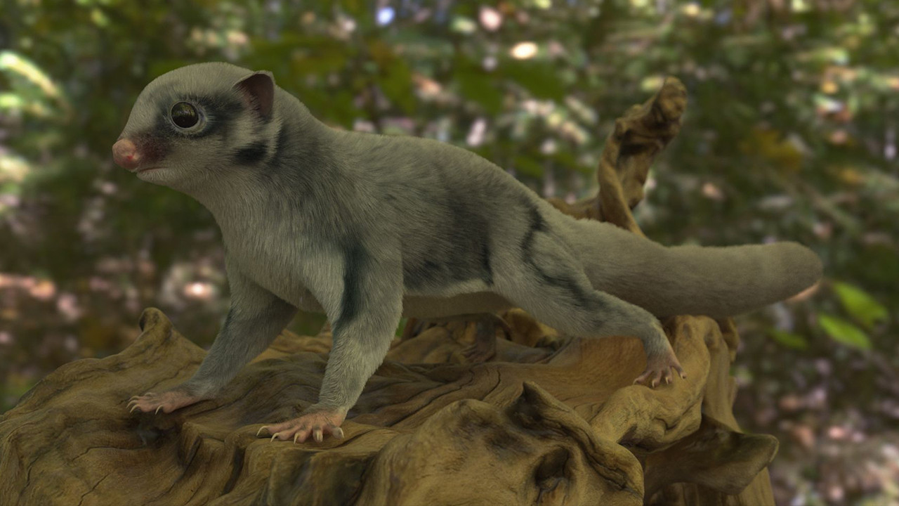 Isparta’da kaçak yaban hayvanı operasyonu: Şeker planörleri ve arap tavşanları ele geçirildi