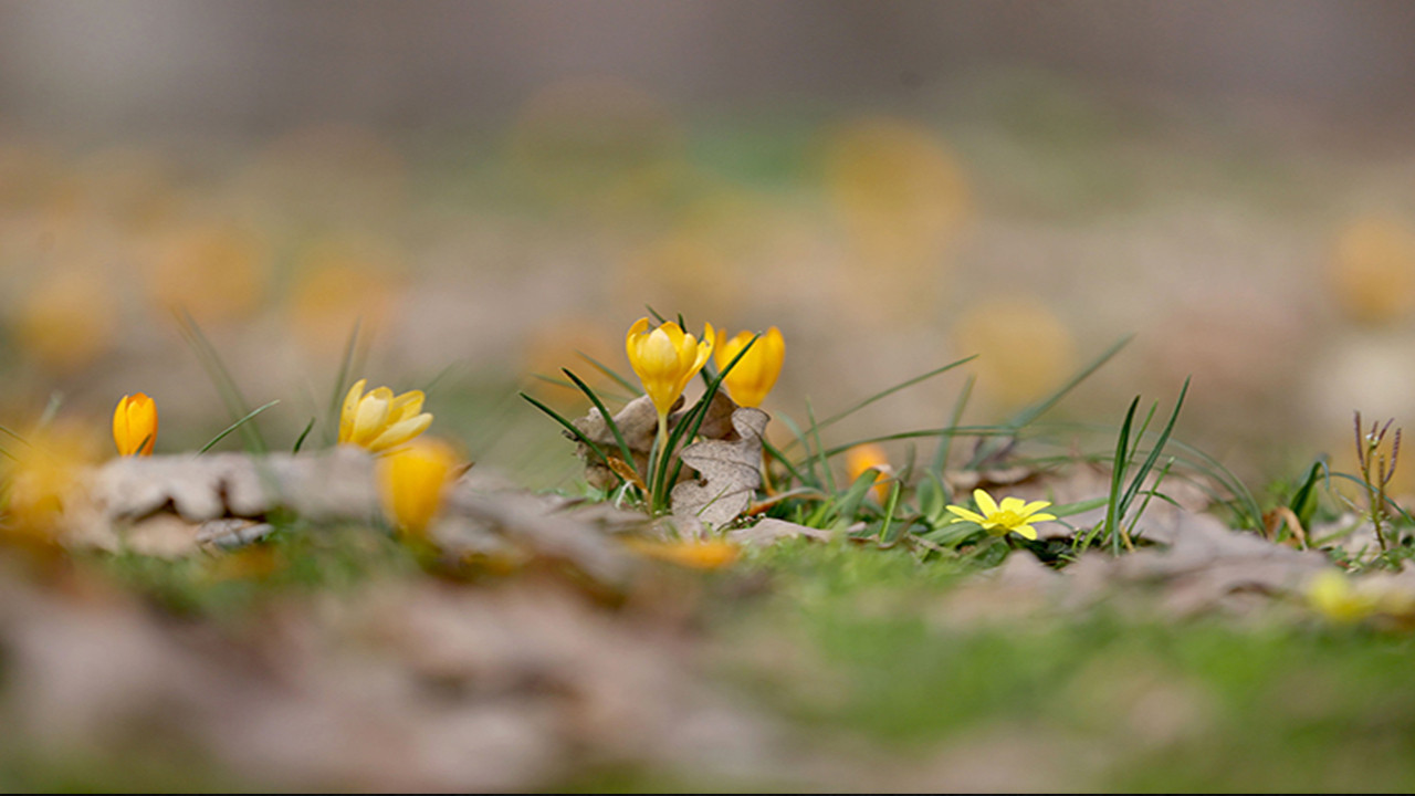 Kırklareli'nde bahar çiçekleri Istranca ormanlarını süsledi